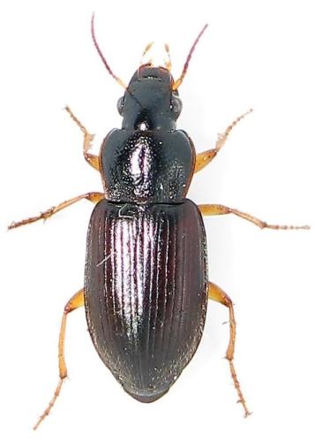 Parophonus maculicornis